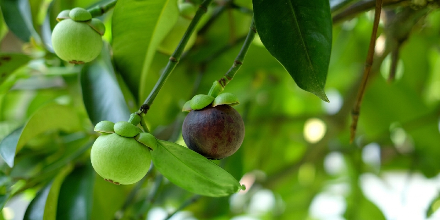 Indonesian Tropical Fruits